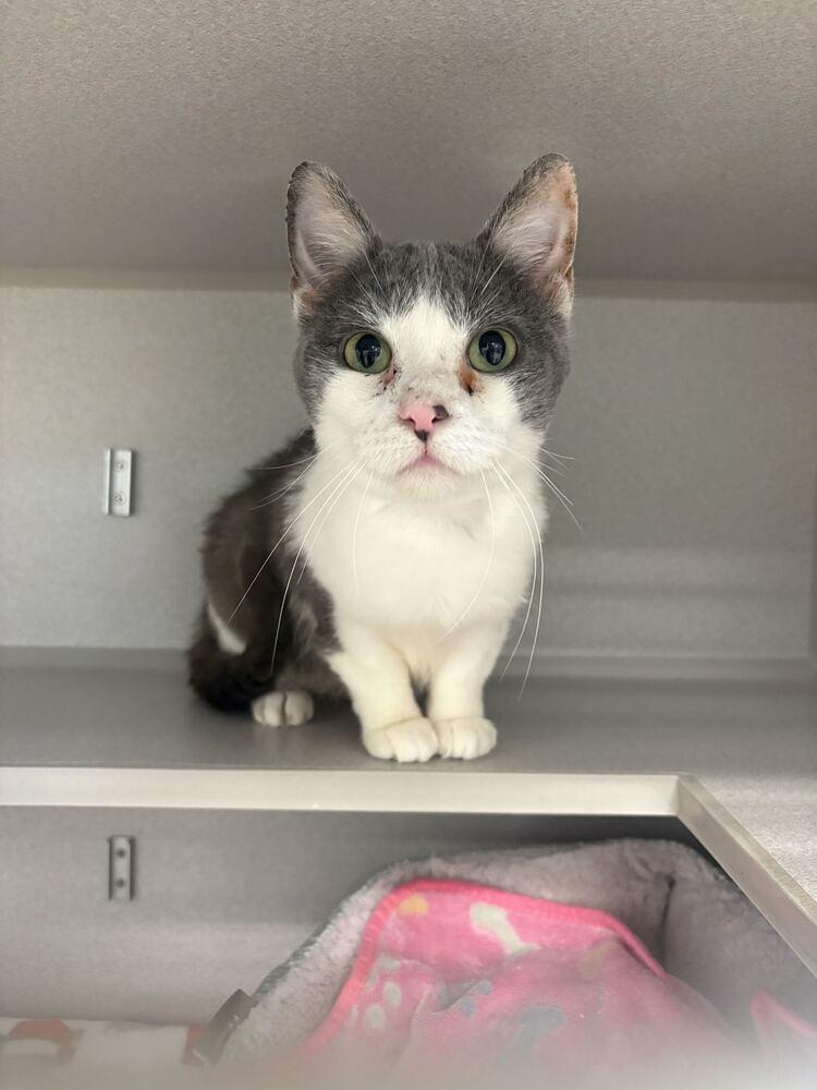 Enlarge Shrimp, a Adoptable Domestic Short Hair in Bowling Green, OH image 4/6