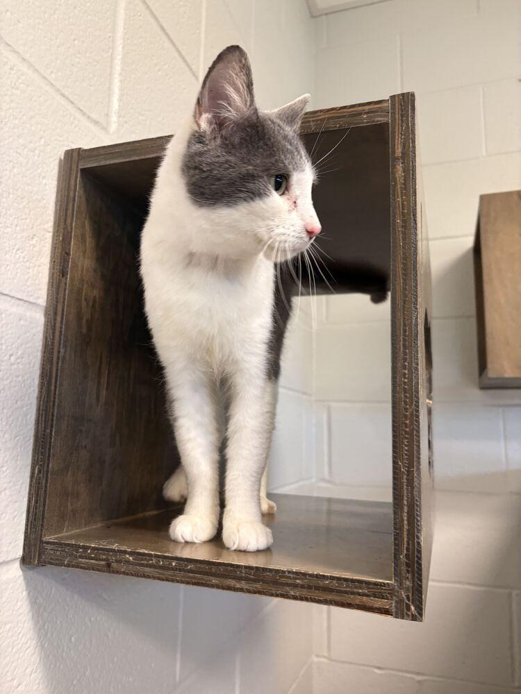 Enlarge Shrimp, a Adoptable Domestic Short Hair in Bowling Green, OH image 5/6