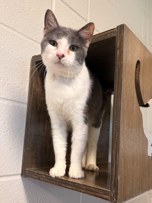 Enlarge Shrimp, a Adoptable Domestic Short Hair in Bowling Green, OH image 6/6