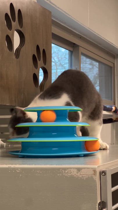 Enlarge Shrimp, a Adoptable Domestic Short Hair in Bowling Green, OH video 6/6