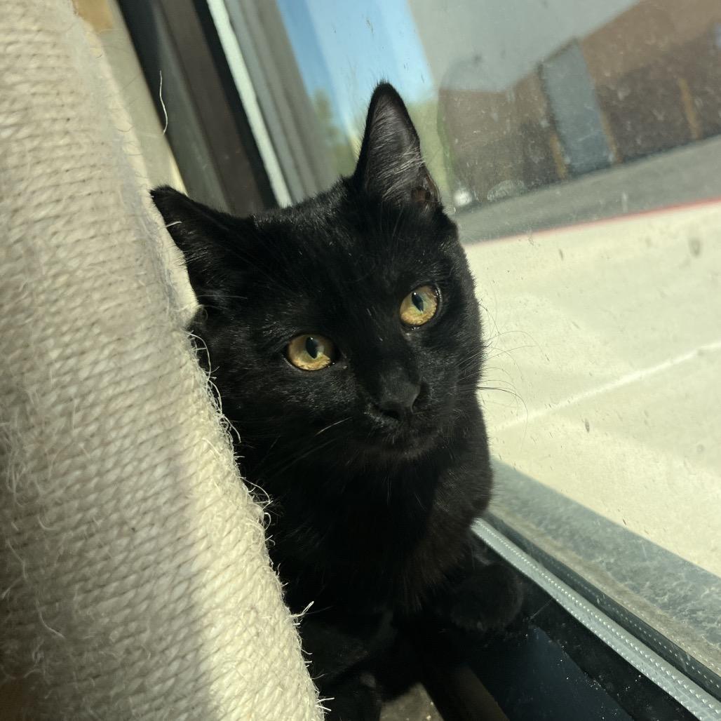 Velma, Adoptable, Young Female Domestic Short Hair.