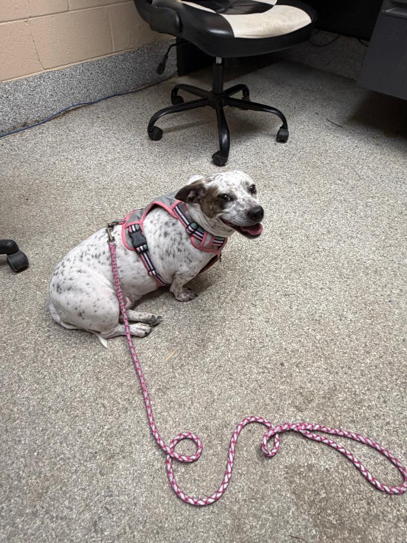 Speckles thumbnail 2