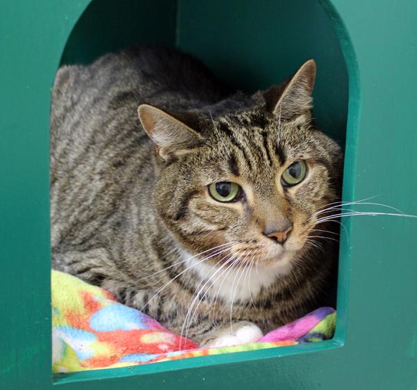 Enlarge Leonard, a Adoptable Domestic Short Hair in Mansfield, MA image 2/3