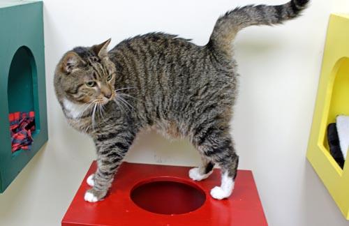 Enlarge Leonard, a Adoptable Domestic Short Hair in Mansfield, MA image 1/3