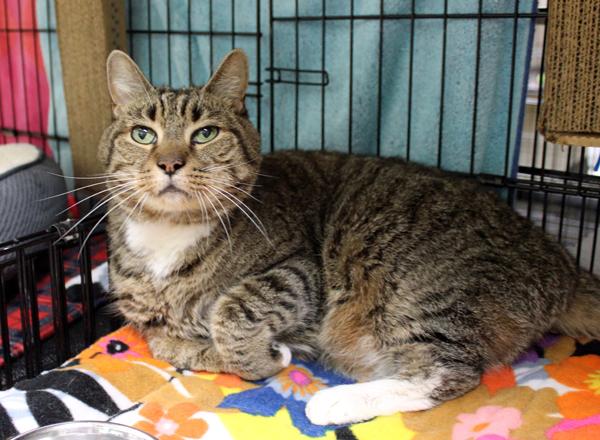 Leonard, ADOPTABLE, Senior Male Domestic Short Hair.