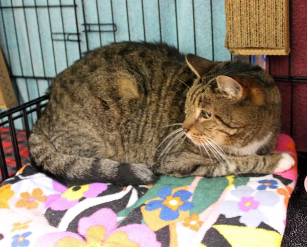 Enlarge Leonard, a ADOPTABLE Domestic Short Hair in Mansfield, MA image 2/2