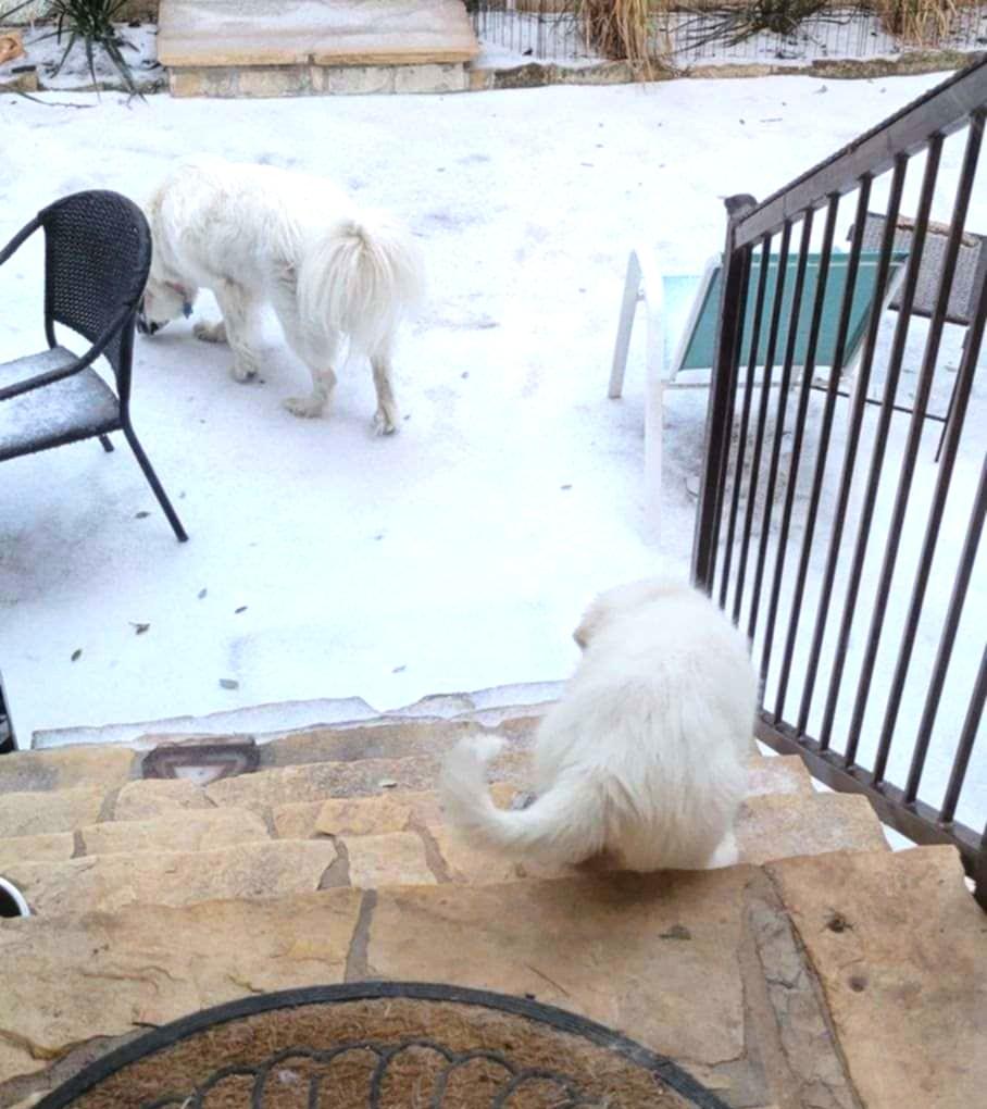 Miriam SAT, Adopted, Young Female Great Pyrenees.