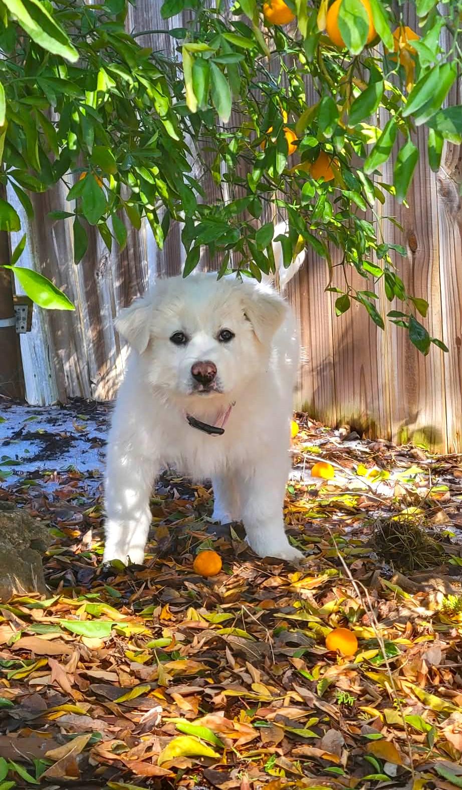 Enlarge Miriam SAT, a Adopted Great Pyrenees in Quinlan, TX image 2/6