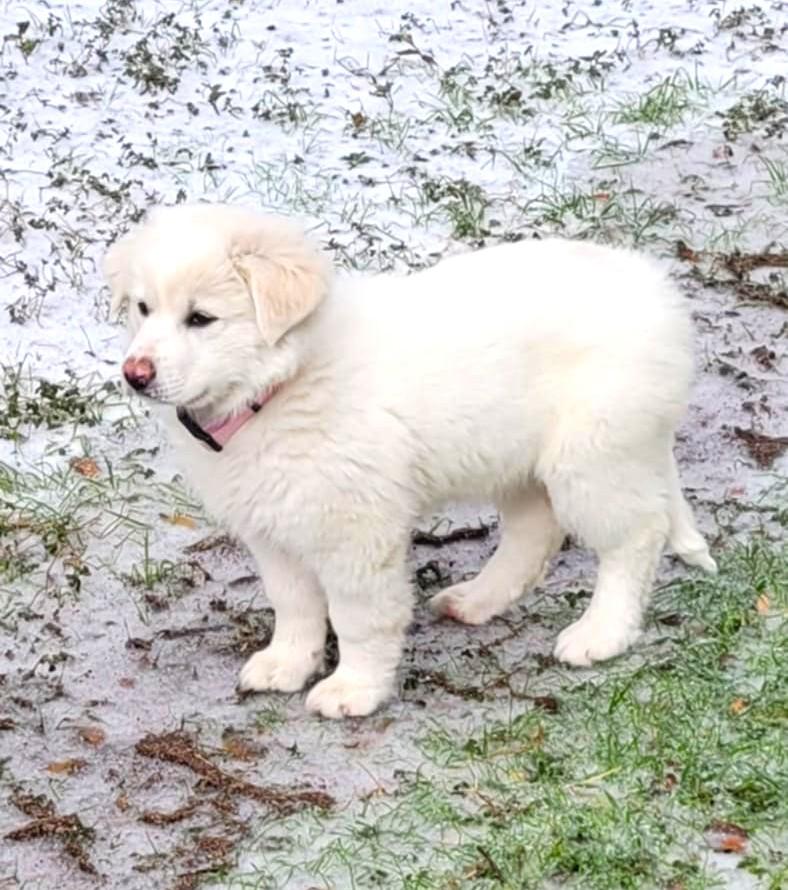 Enlarge Miriam SAT, a Adopted Great Pyrenees in Quinlan, TX image 3/6