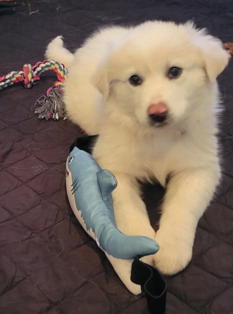 Enlarge Miriam SAT, a Adopted Great Pyrenees in Quinlan, TX image 5/6