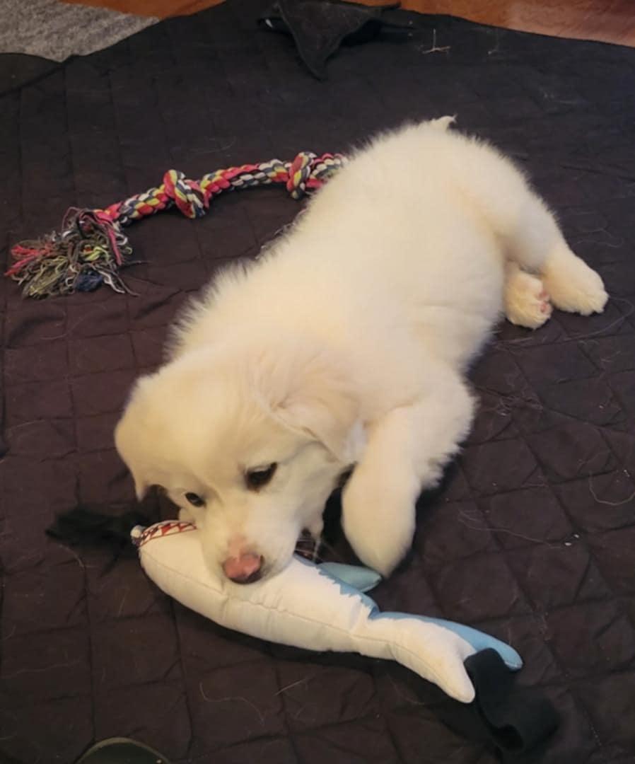 Enlarge Miriam SAT, a Adopted Great Pyrenees in Quinlan, TX image 6/6