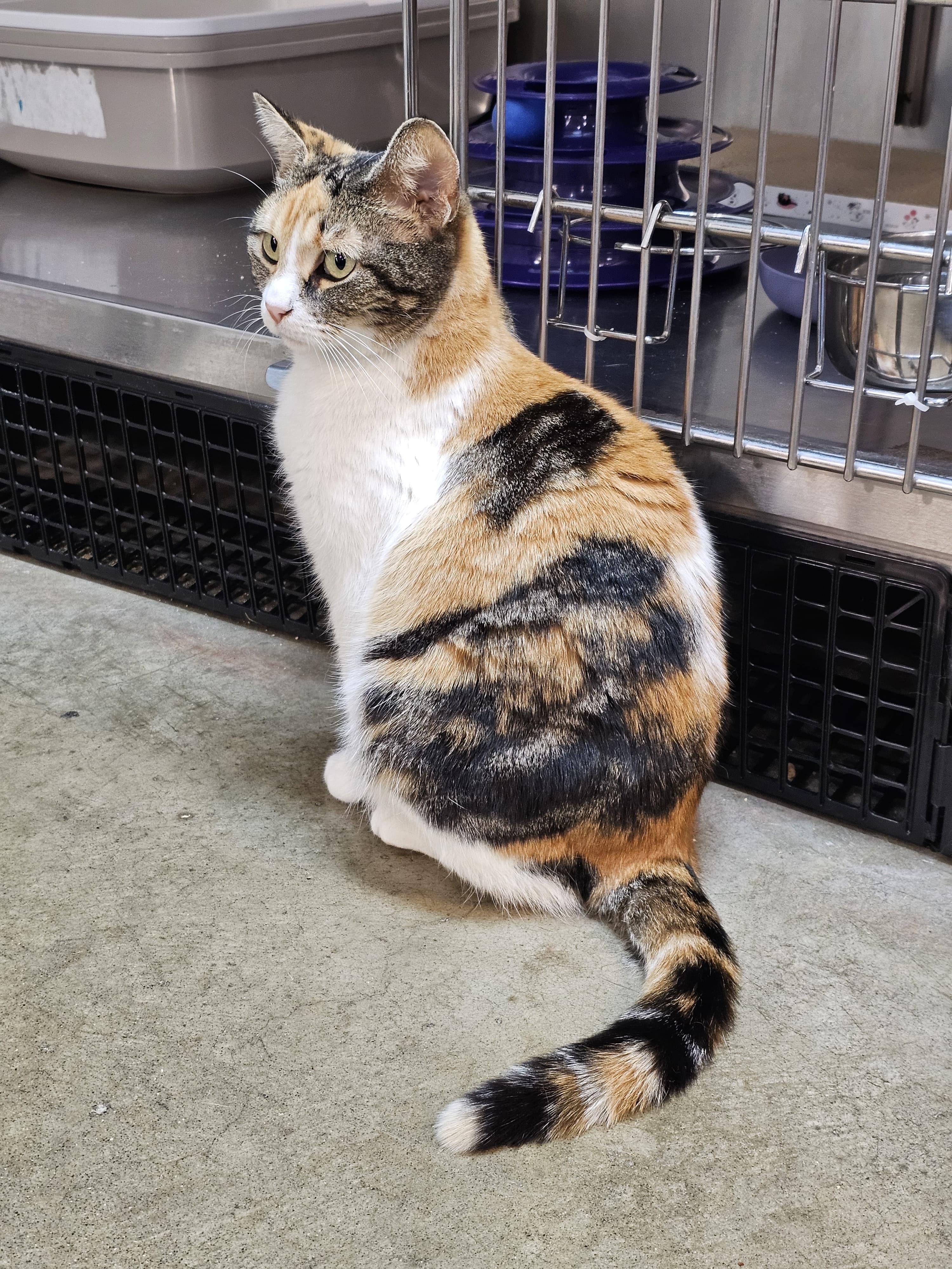 Wren, adopted, Young Female Calico.