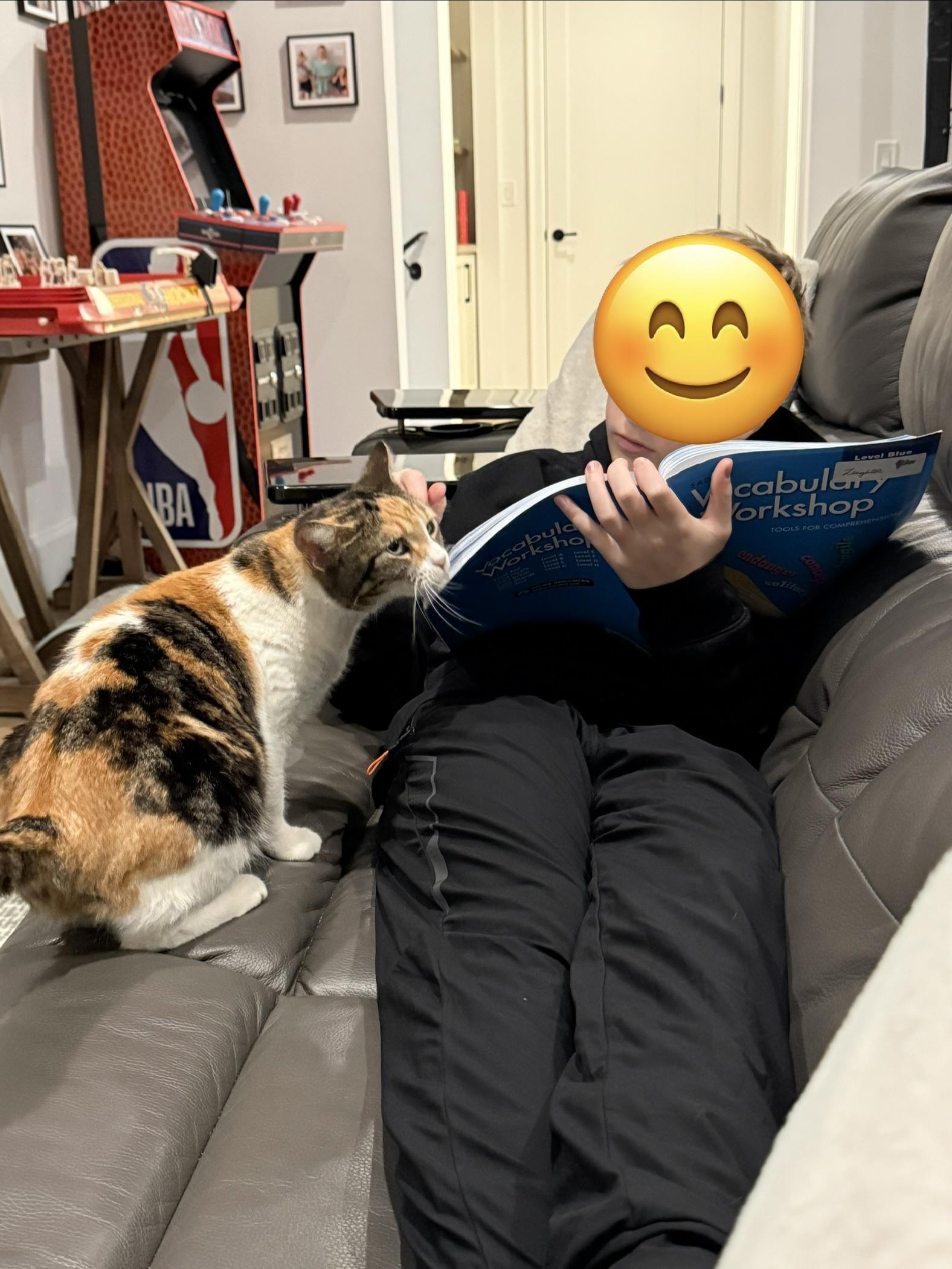 Enlarge Wren, a ADOPTABLE Calico in Woodinville, WA image 4/4