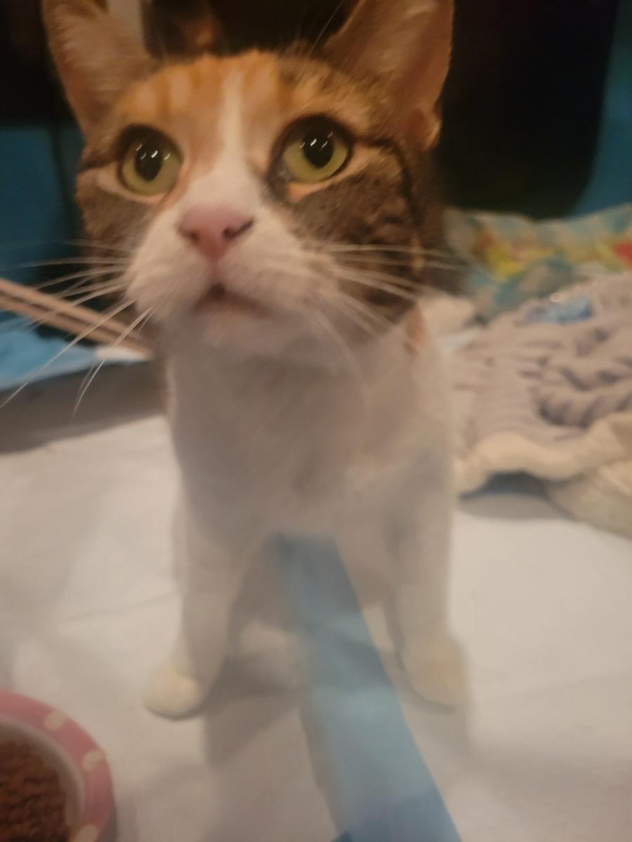 Enlarge Wren, a ADOPTABLE Calico in Woodinville, WA image 3/4