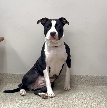 Sapphire — thumbnail 2