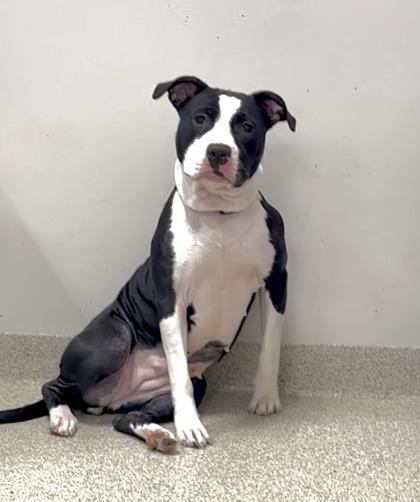 Sapphire — thumbnail 3