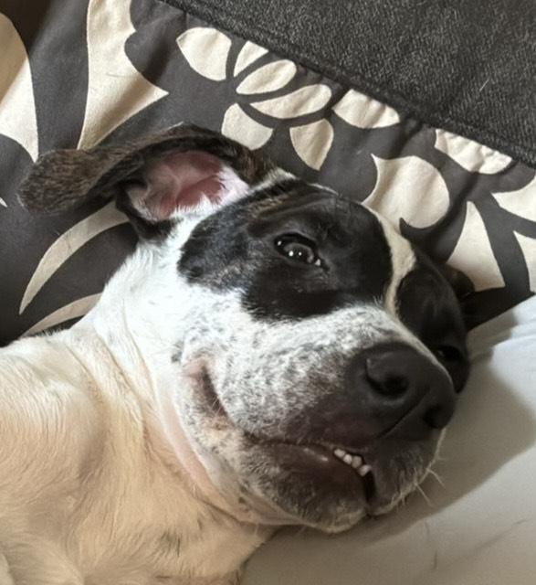 Mav, Young Male Mixed Breed