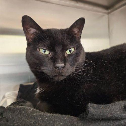 Maya 5686C, Adoptable, Adult Female Domestic Short Hair.