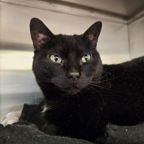 Enlarge Maya 5686C, a Adoptable Domestic Short Hair in Frankfort, KY image 2/5