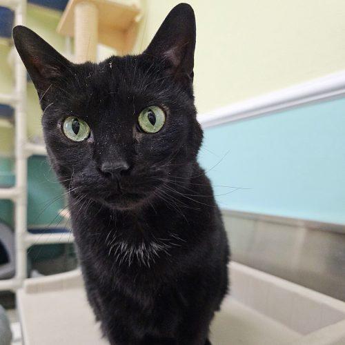 Enlarge Maya 5686C, a Adoptable Domestic Short Hair in Frankfort, KY image 3/5