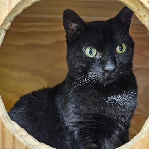 Enlarge Maya 5686C, a Adoptable Domestic Short Hair in Frankfort, KY image 4/5