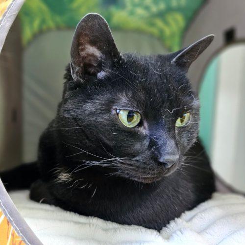 Enlarge Maya 5686C, a Adoptable Domestic Short Hair in Frankfort, KY image 5/5