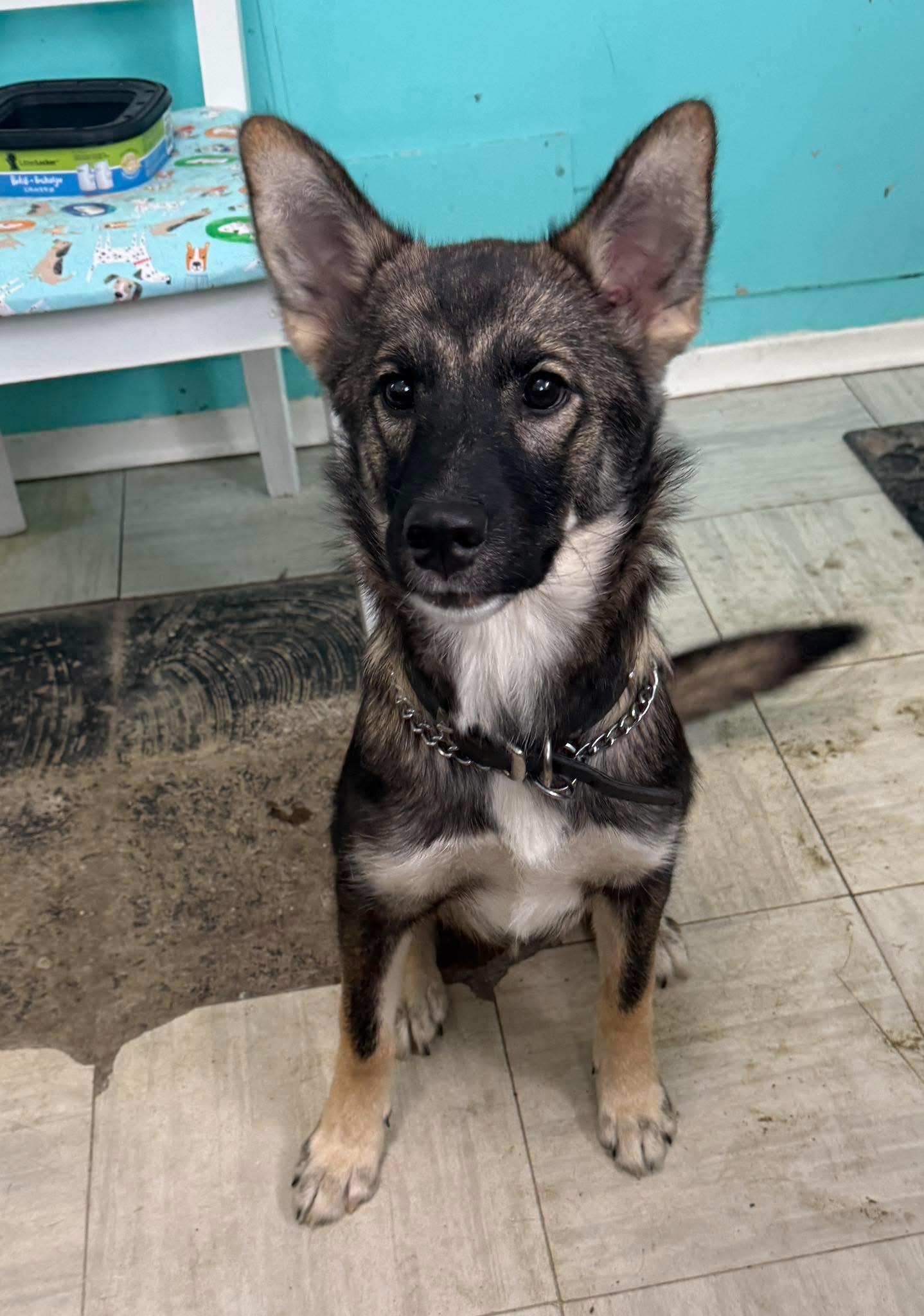 Fern, Adoptable, Puppy Female German Shepherd Dog.