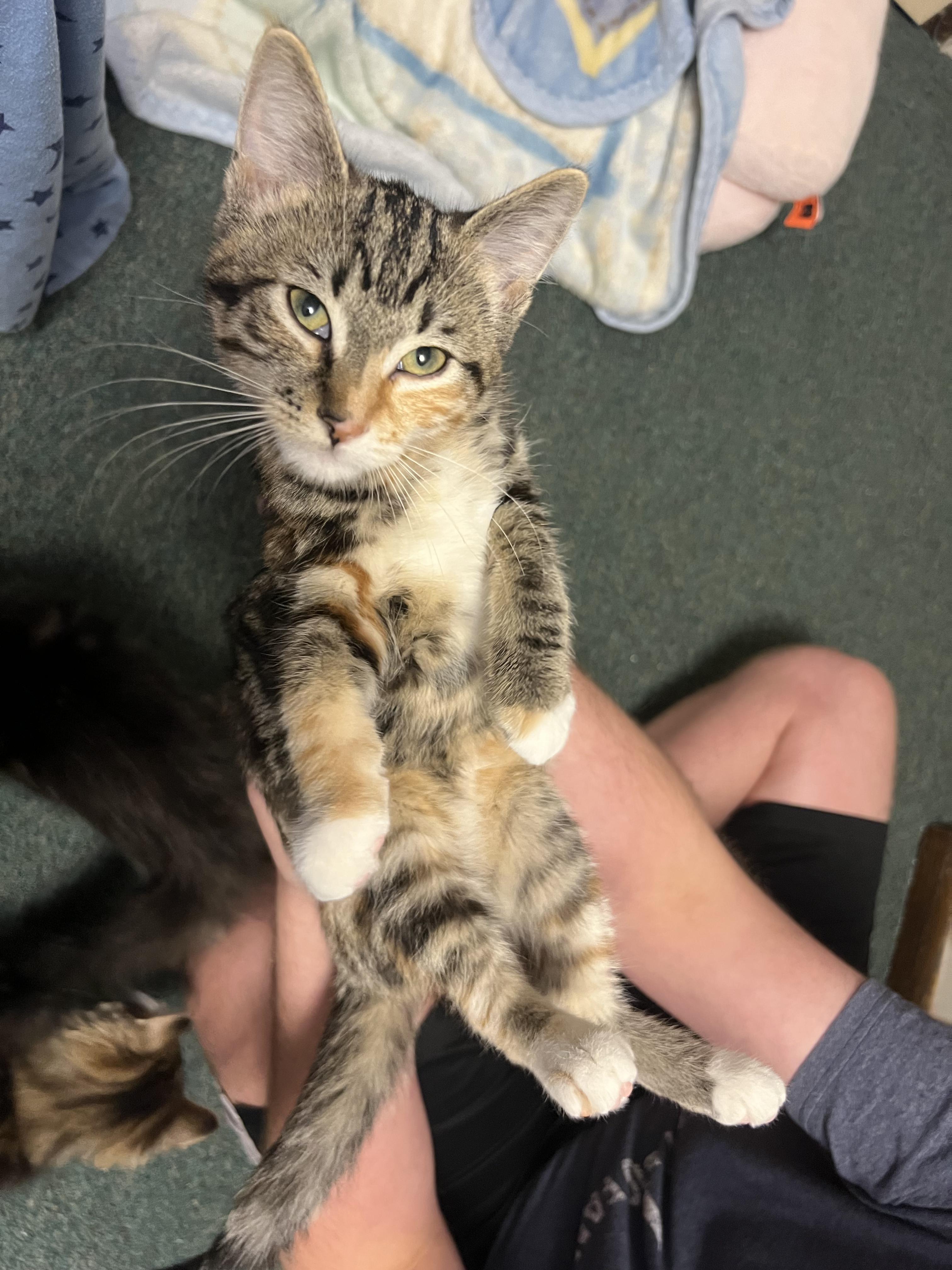 Enlarge Tirza, a ADOPTABLE Domestic Short Hair in Faribault, MN image 1/5