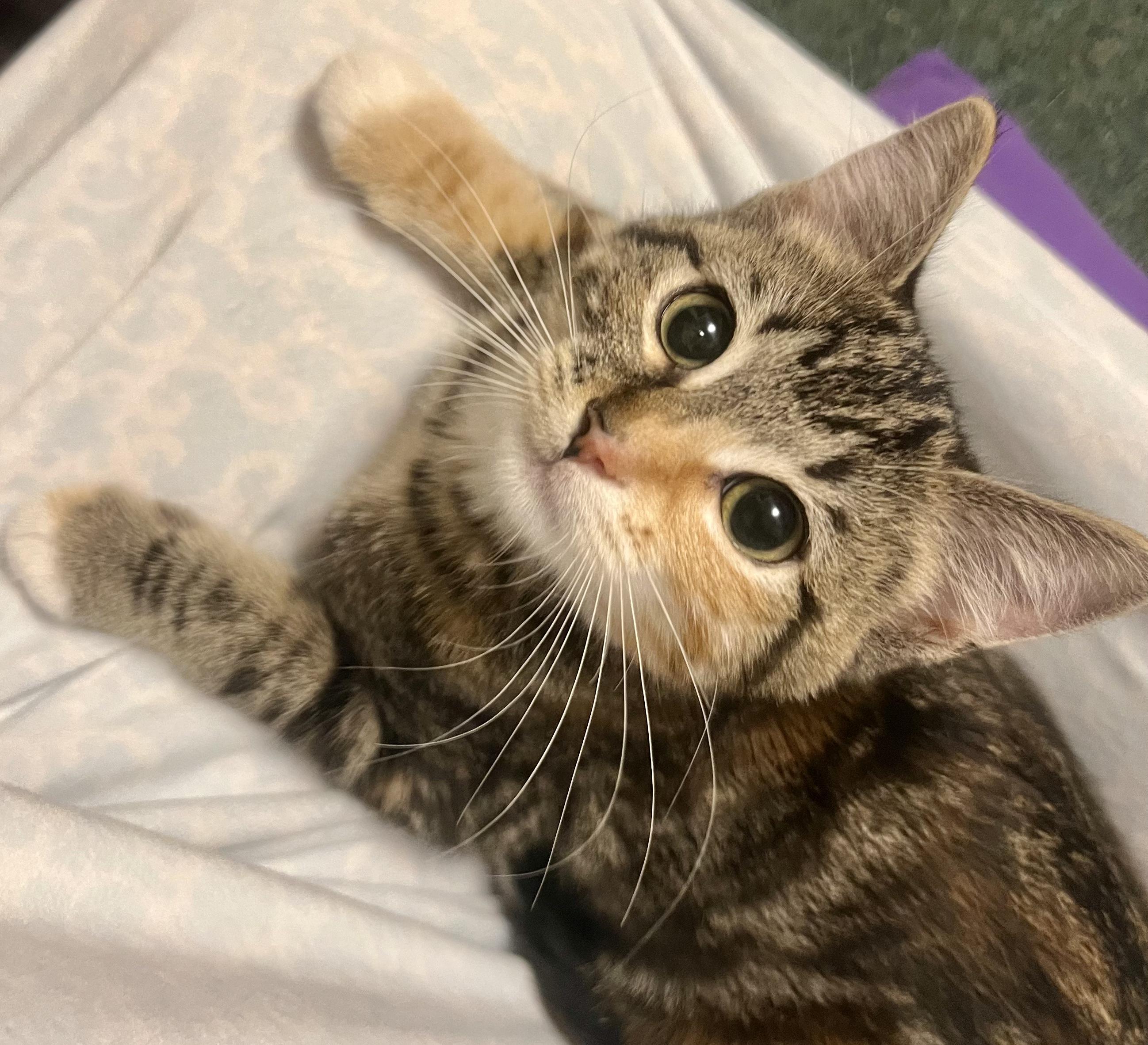 Enlarge Tirza, a ADOPTABLE Domestic Short Hair in Faribault, MN image 2/5