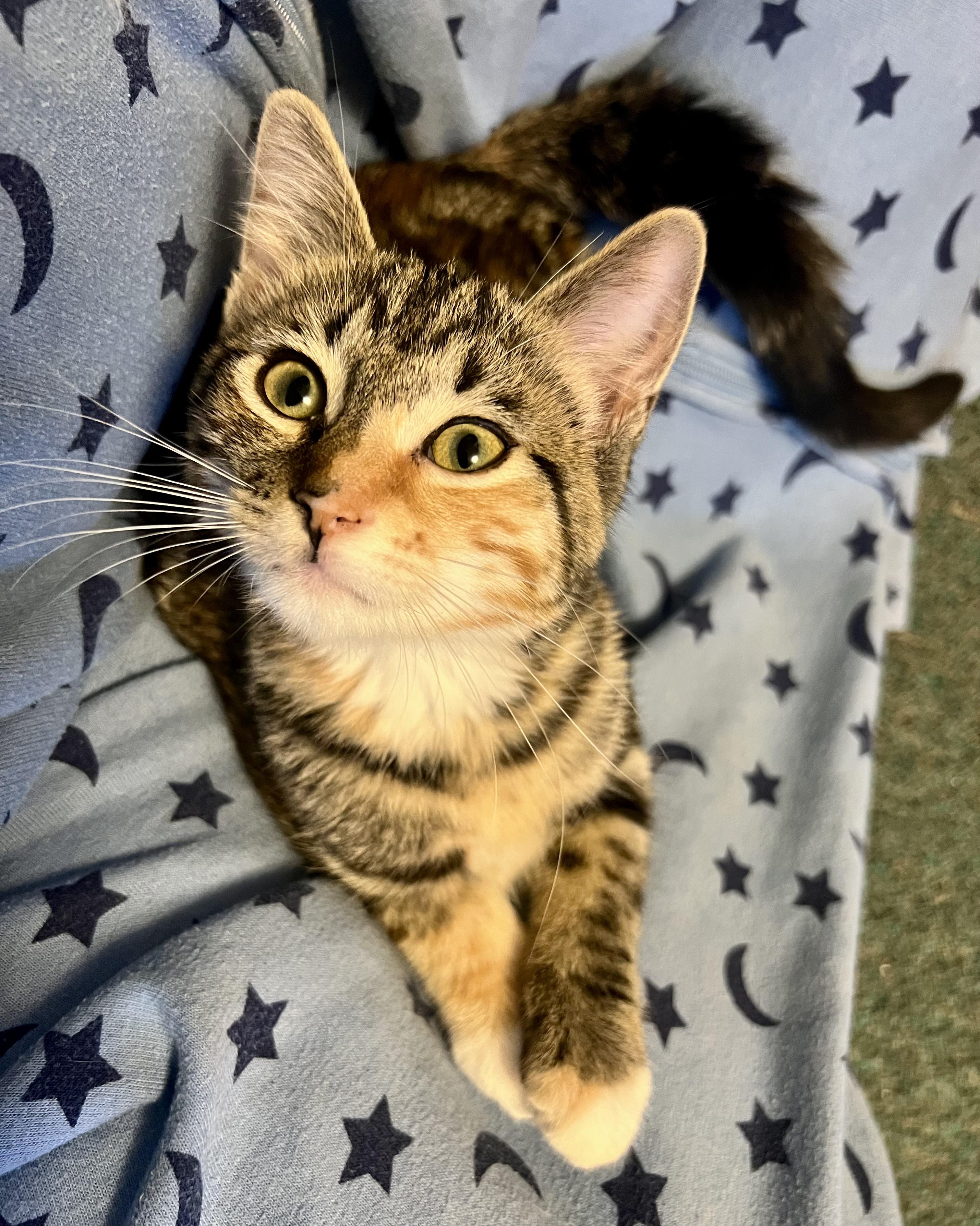 Enlarge Tirza, a ADOPTABLE Domestic Short Hair in Faribault, MN image 3/5