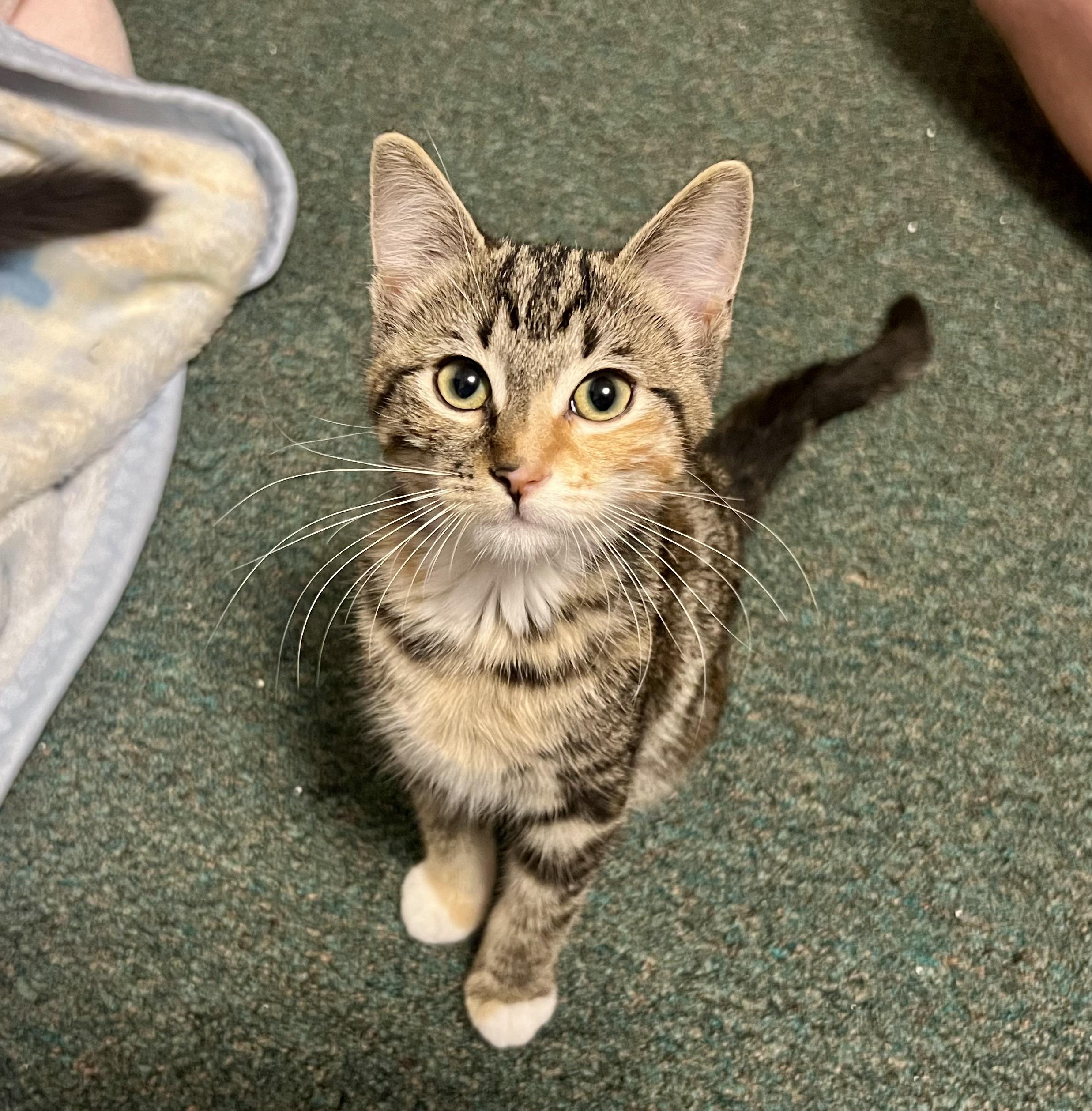 Enlarge Tirza, a ADOPTABLE Domestic Short Hair in Faribault, MN image 4/5