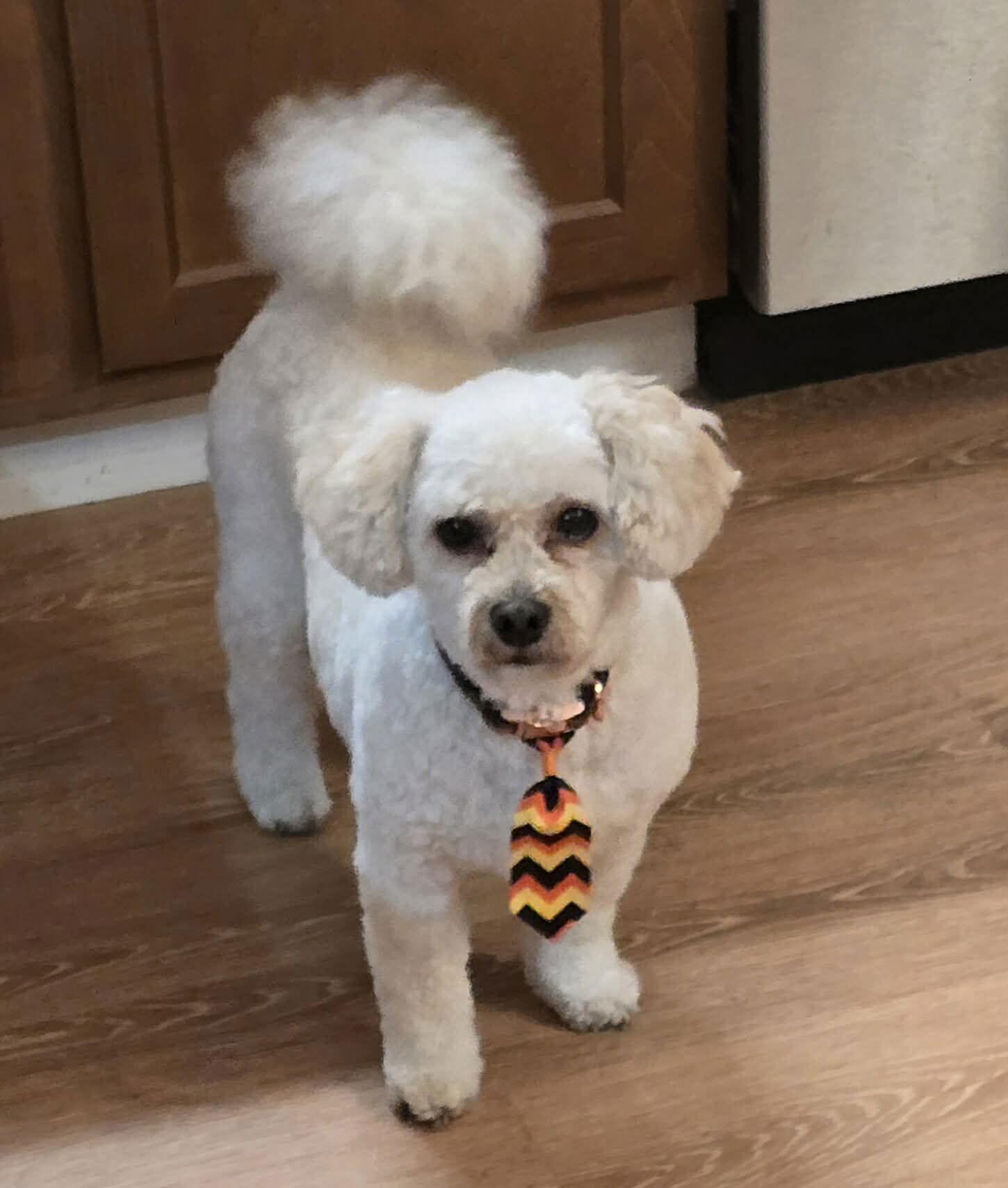 Max, Adoptable, Senior Male Cavalier King Charles Spaniel & Bichon Frise.