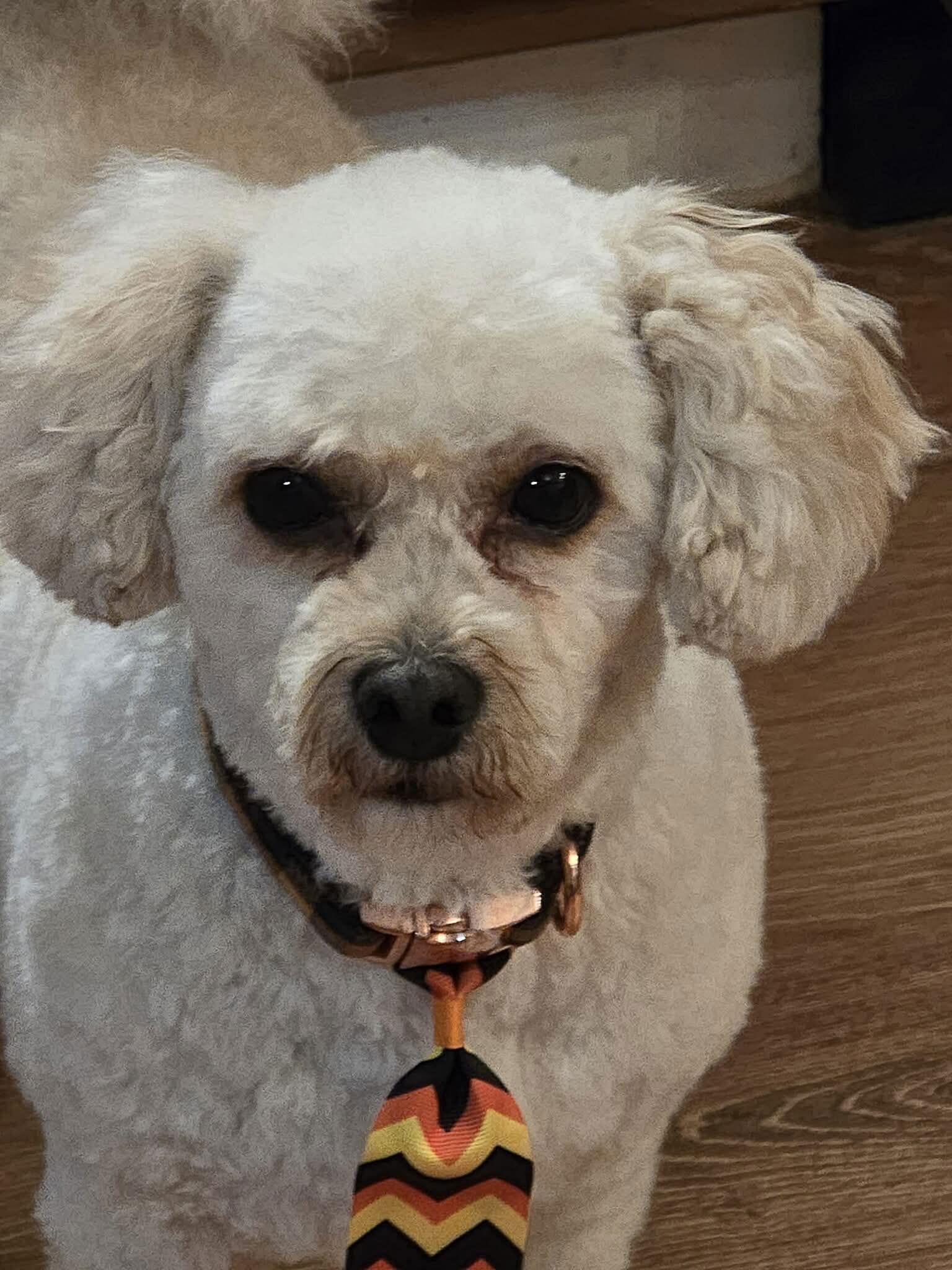 Max, Adoptable, Senior Male Cavalier King Charles Spaniel & Bichon Frise.