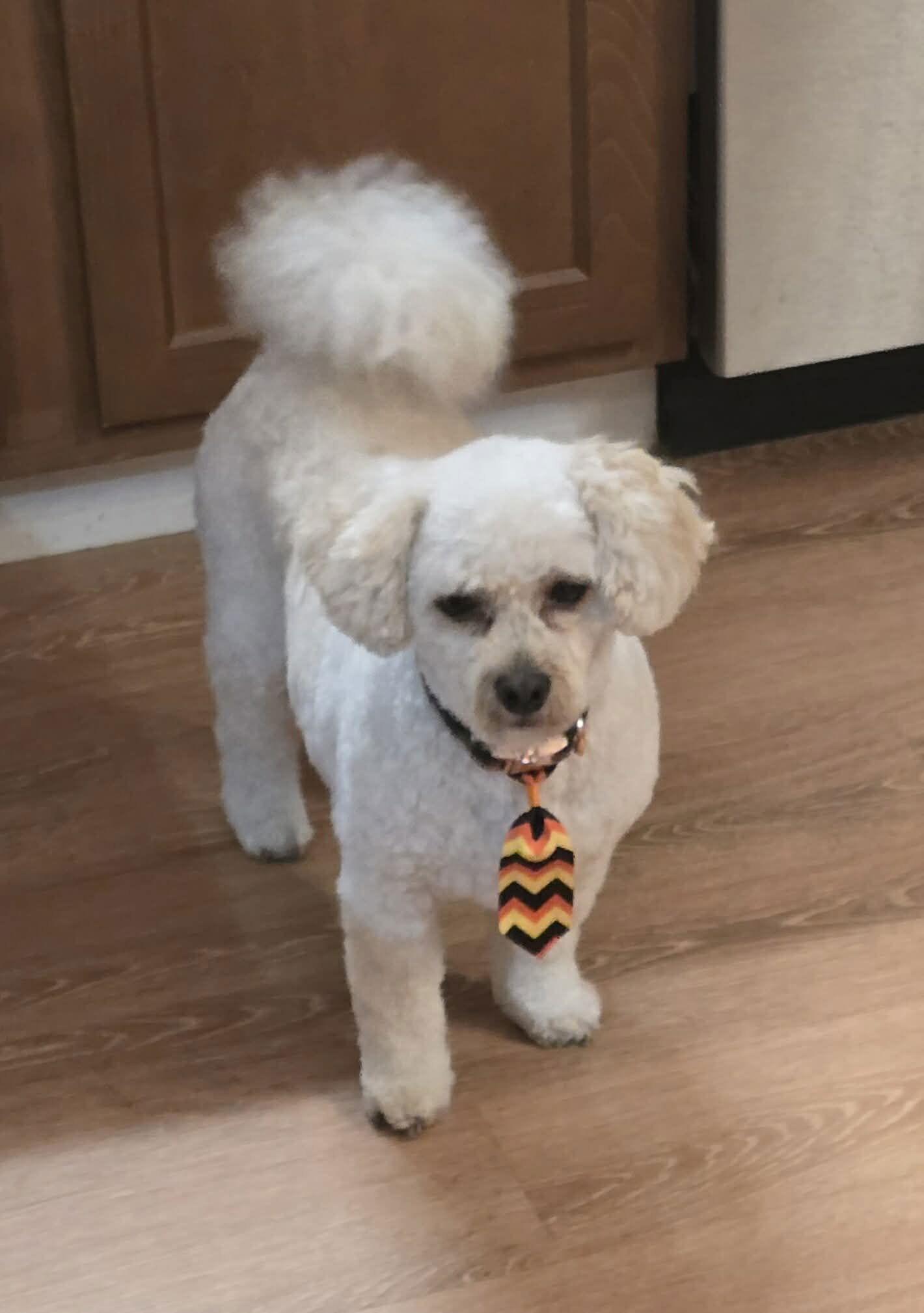 Enlarge Max, a Adoptable mixed breed in Ashville, OH image 2/3