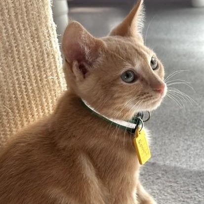 Enlarge Ronnie - Fun Little Orange Tabby, a Adoptable Tabby in Hoquiam, WA image 1/6