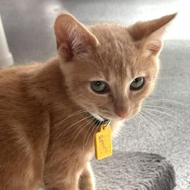 Enlarge Ronnie - Fun Little Orange Tabby, a Adoptable Tabby in Hoquiam, WA image 3/6