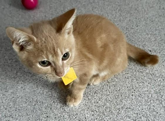 Enlarge Ronnie - Fun Little Orange Tabby, a Adoptable Tabby in Hoquiam, WA image 6/6