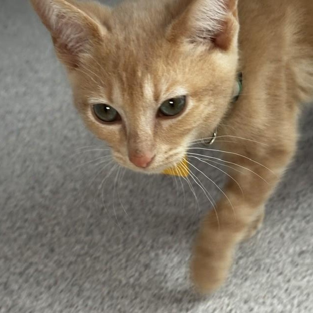 Enlarge Ronnie - Fun Little Orange Tabby, a Adoptable Tabby in Hoquiam, WA image 4/6