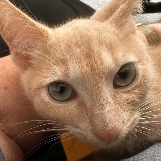 Enlarge Ronnie - Fun Little Orange Tabby, a Adoptable Tabby in Hoquiam, WA image 5/6