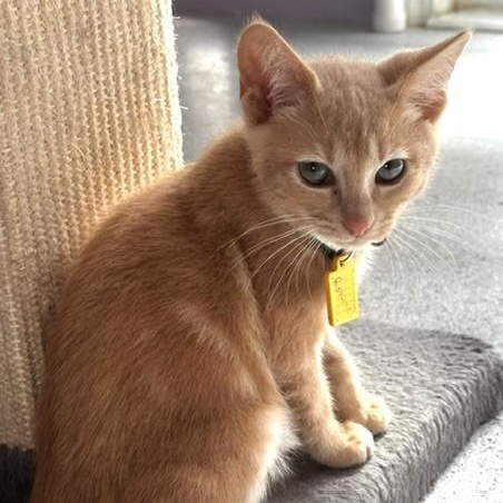 Enlarge Ronnie - Fun Little Orange Tabby, a Adoptable Tabby in Hoquiam, WA image 2/6