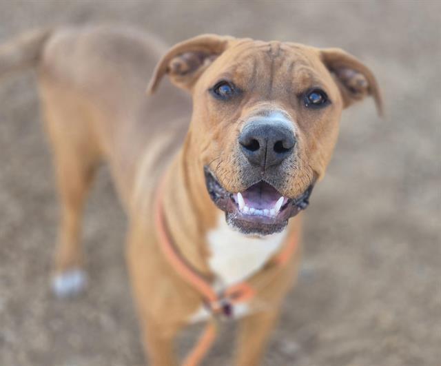 BOBBY, Adoptable, Young Male Rhodesian Ridgeback & Mixed Breed.