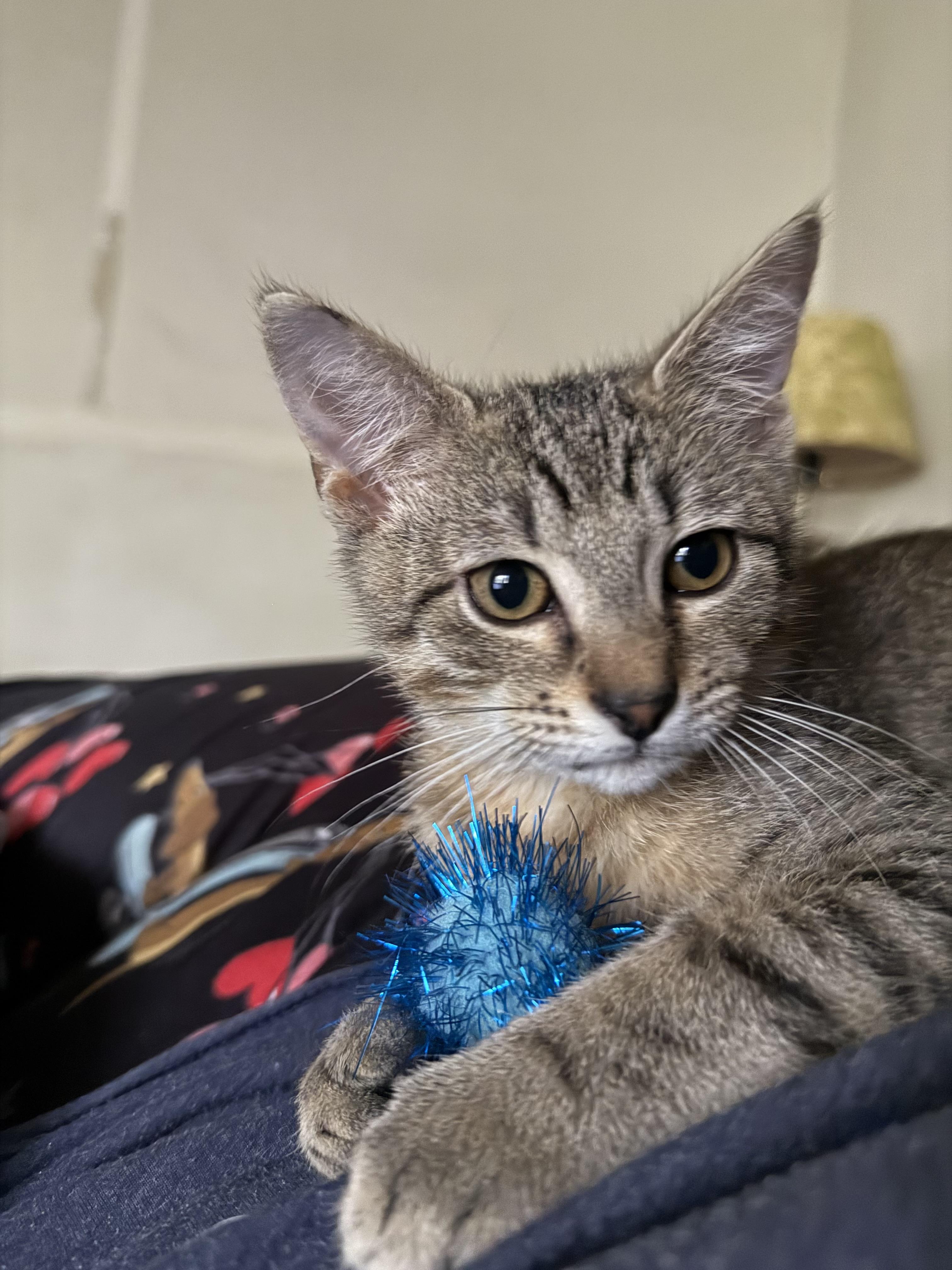 Gator, an adopted mixed breed in KINGWOOD, TX image 3/5