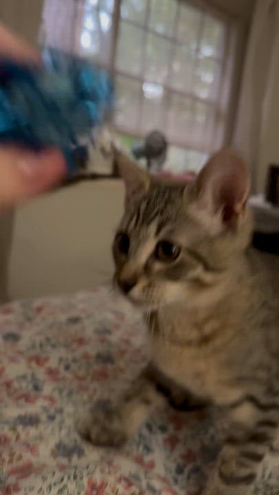 Enlarge Gator, an adopted mixed breed in KINGWOOD, TX video 5/5