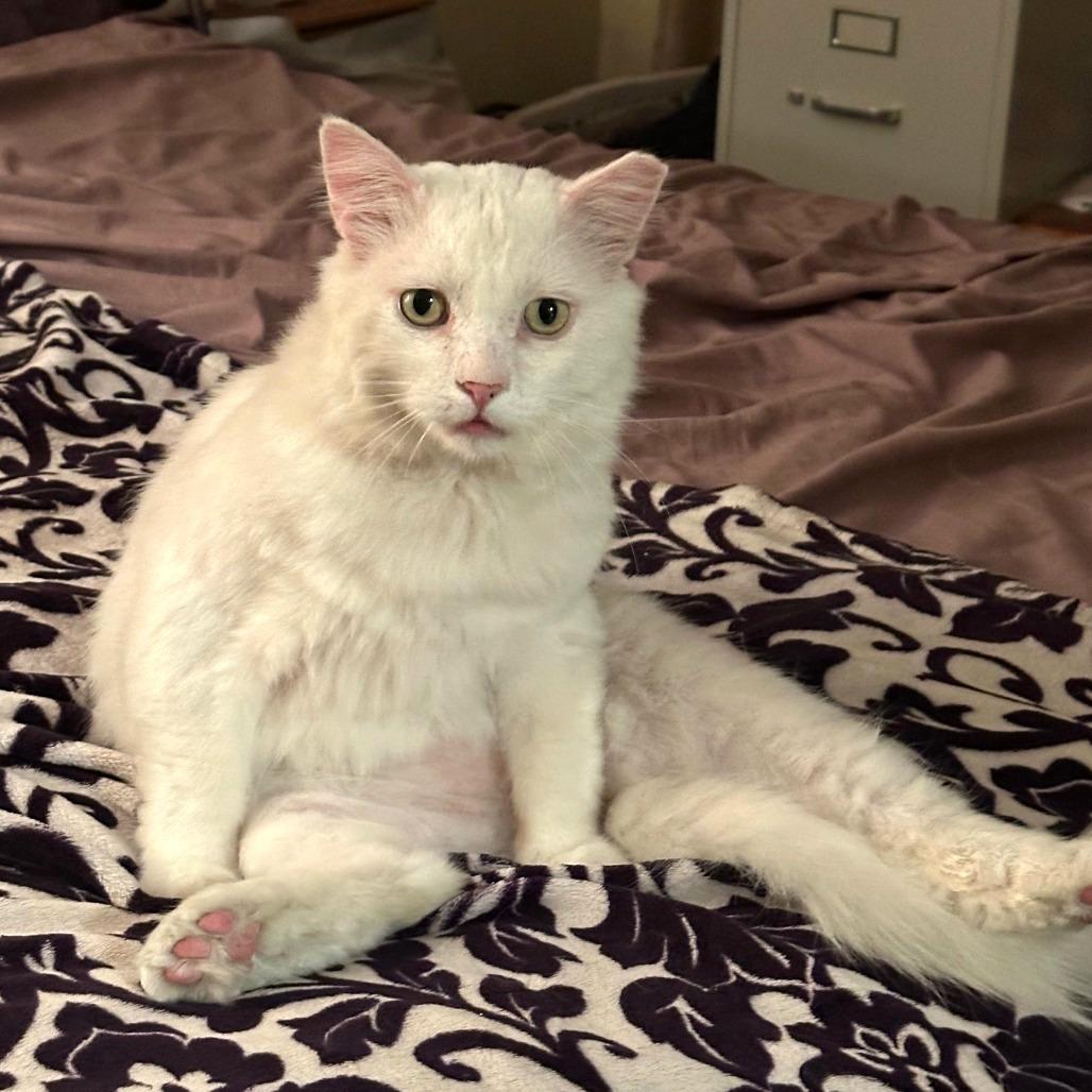 Scott, Adoptable, Senior Male Domestic Short Hair.