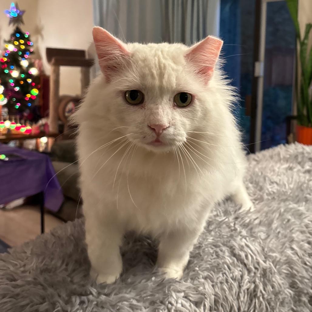 Scott, Adoptable, Senior Male Domestic Short Hair.