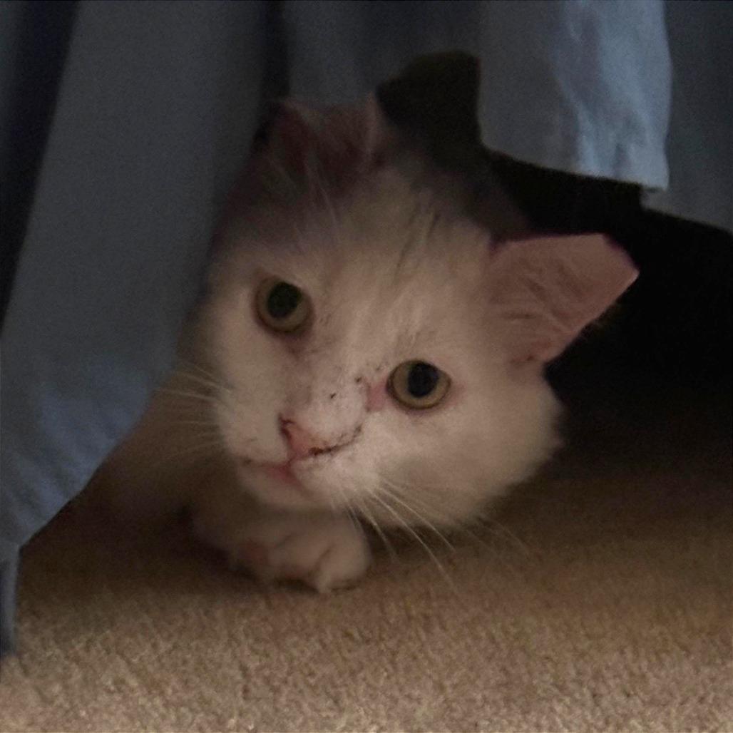 Scott, a Adoptable Domestic Short Hair in Morgan Hill, CA image 4/6