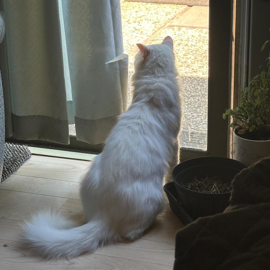 Enlarge Scott, a Adoptable Domestic Short Hair in Morgan Hill, CA image 3/6