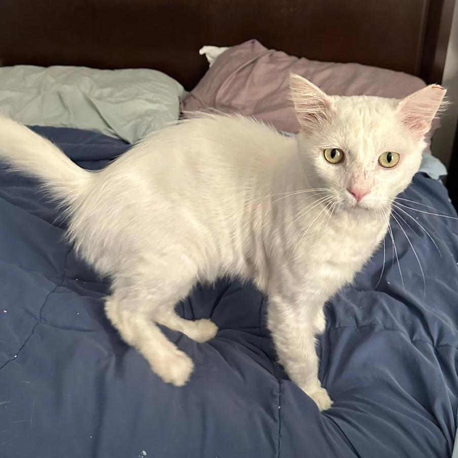 Scott, a Adoptable Domestic Short Hair in Morgan Hill, CA image 5/6