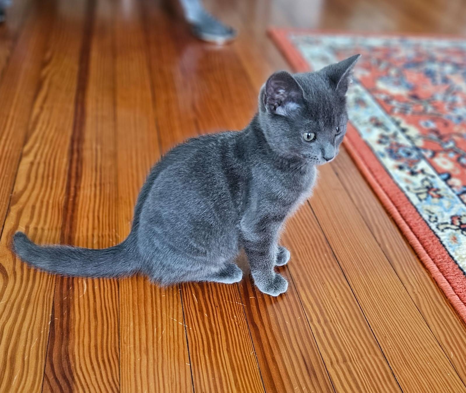 Stormy, a Adoptable Domestic Short Hair in Bethel , CT image 4/4
