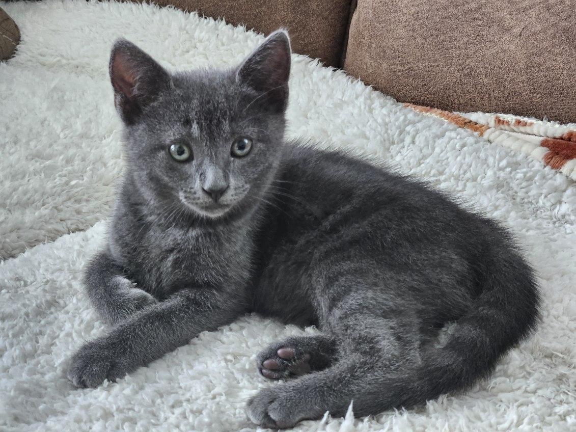 Stormy, a Adoptable Domestic Short Hair in Bethel , CT image 1/4